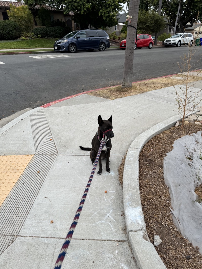 A picture of a black dog named Bowie sitting, taken on September 12 2024 at 6:49 am